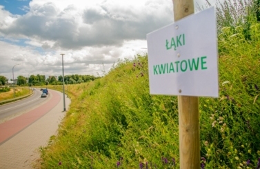 Łąki kwiatowe