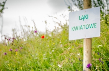 Łąki kwiatowe