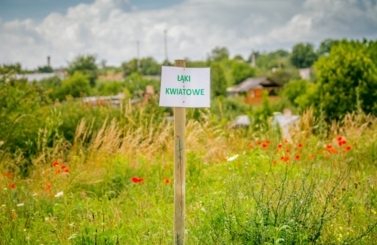 Łąki kwiatowe