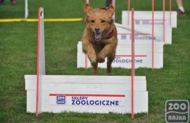 ZooBajka Flyball Cup 2017