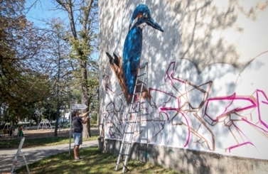 Zimorodek w Parku Miejskim