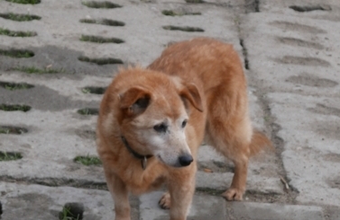 Pomoc dla schroniska