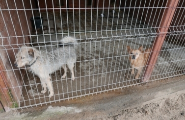 Pomoc dla schroniska