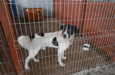 Pomoc dla schroniska