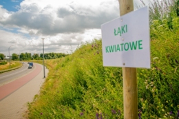 Łąki kwiatowe