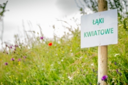 Łąki kwiatowe