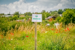 Łąki kwiatowe