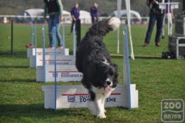ZooBajka Flyball Cup 2017