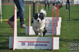 ZooBajka Flyball Cup 2017