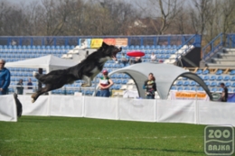 ZooBajka Flyball Cup 2017