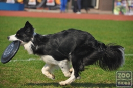 ZooBajka Flyball Cup 2017