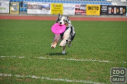 ZooBajka Flyball Cup 2017