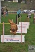 ZooBajka Flyball Cup 2017