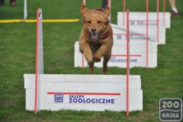 ZooBajka Flyball Cup 2017
