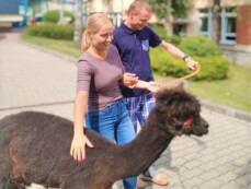 Alpakoterapia w ŚDS