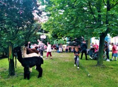 Alpakoterapia w ŚDS