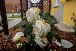 Rewolucje podw&oacute;rkowe- Kościuszki 52