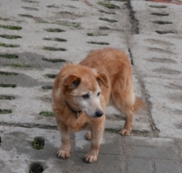 Pomoc dla schroniska