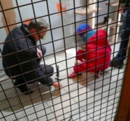 Pomoc dla schroniska