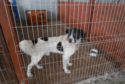 Pomoc dla schroniska