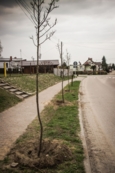 Akcja sadzenie drzew na 100-lecie niepodległości