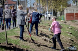 Akcja sadzenie drzew na 100-lecie niepodległości