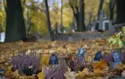 Zdjęcie do Miejski Zakład Komunikacji uruchamia tymczasowo...