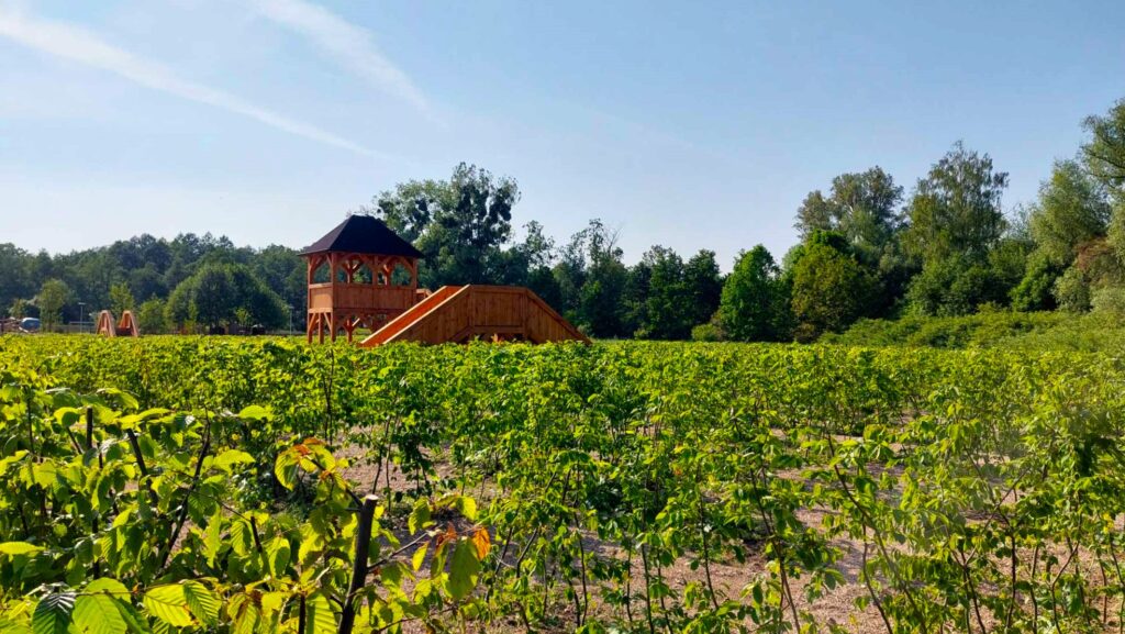 Labirynt. Starogard Gdański. Kompleks basenów letnich na Piekiełkach. (1)