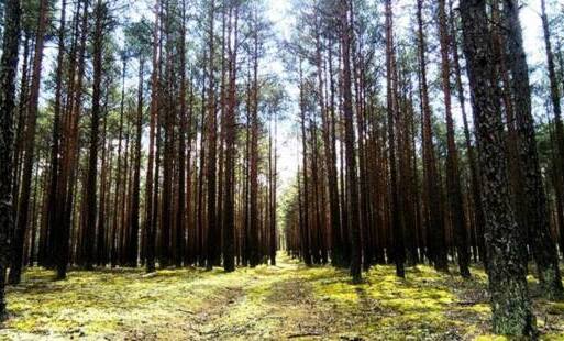 Zdjęcie do Wycinka drzew pod kontrolą