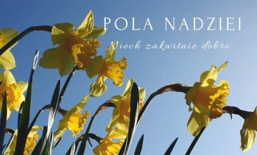 Zdjęcie do Pola Nadziei zakwitną w Starogardzie