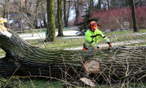 Zdjęcie do Park odmłodnieje