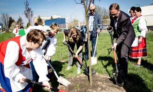 Zdjęcie do 500 nowych drzew rośnie już w Starogardzie