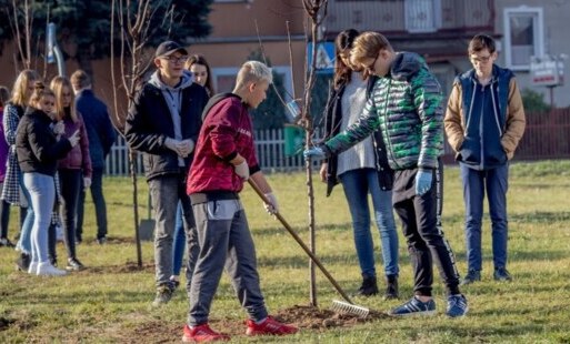 Zdjęcie do Kolejne 500 drzew zdobi Starogard