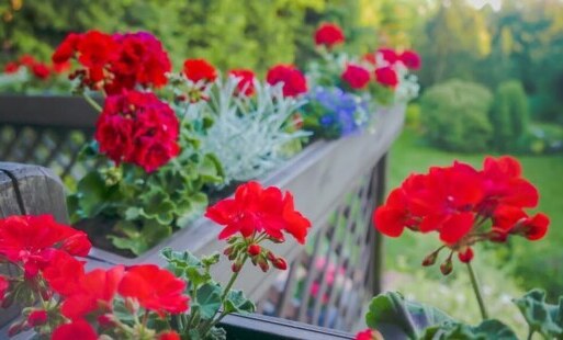 Zdjęcie do Pochwal się swoim balkonem, tarasem lub ogrodem
