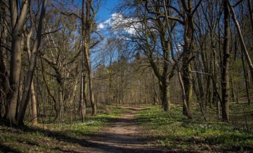 Zdjęcie do Lasy i parki otwarte od poniedziałku