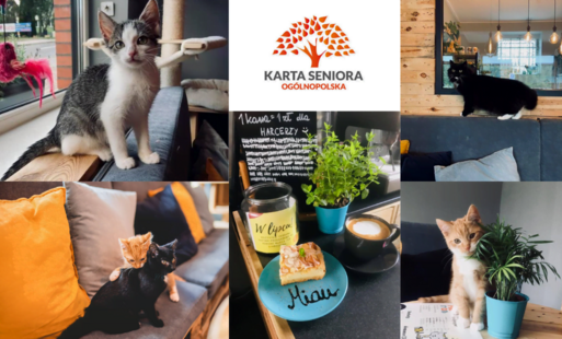Zdjęcie do Filemon Kocia Kawiarnia przyjazna seniorom