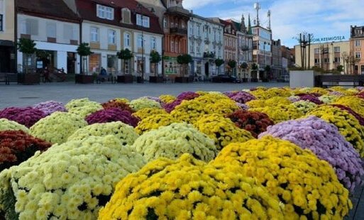 Zdjęcie do Kwiaty przystroiły starogardzki Rynek