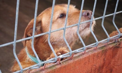 Zdjęcie do Los czworonog&oacute;w nie jest nam obojętny. Wsparcie dla OTOZ Animals
