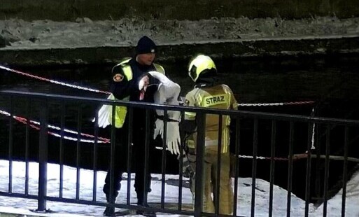 Zdjęcie do Sprawna akcja ratunkowa. Zraniony łabędź otrzymał pomoc