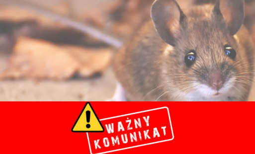 Zdjęcie do Powszechna akcja deratyzacji - uwaga na oszust&oacute;w