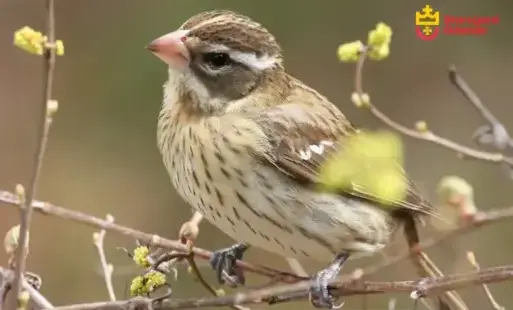Zdjęcie do Zjadliwa grypa ptak&oacute;w