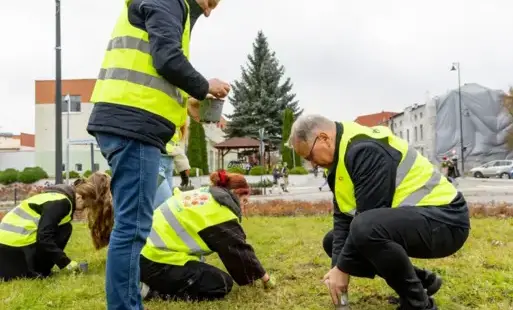 ludzie w odblaskowych kamizelkach sadzą cebulki żonkili na rondzie Starogardzich Strażaków