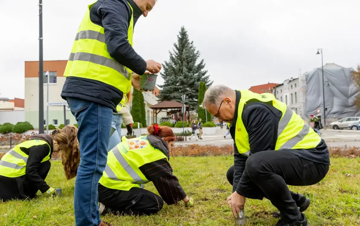 ludzie w odblaskowych kamizelkach sadzą cebulki żonkili na rondzie Starogardzich Strażaków