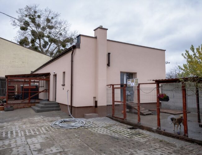 Bezdomne koty i psy mają przyjaźniejszy dom