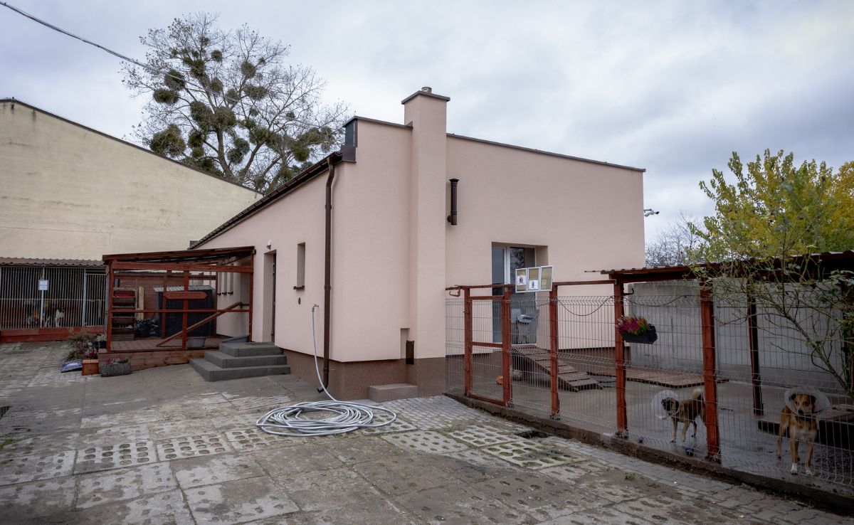 Bezdomne koty i psy mają przyjaźniejszy dom